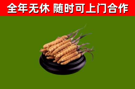 龙江回收散虫草