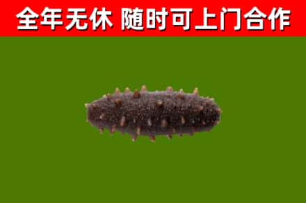 龙江回收海参干